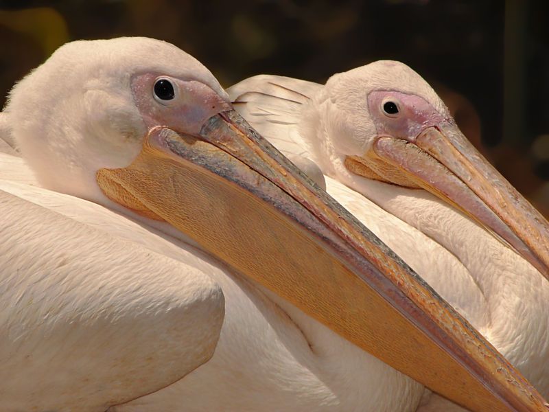 File:Pelican 00877.jpg