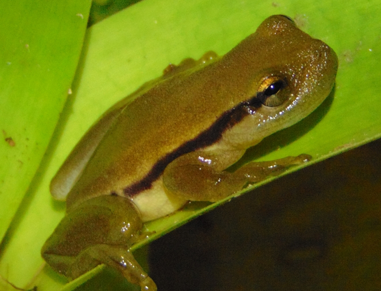 File:Phyllodytes kautskyi.png