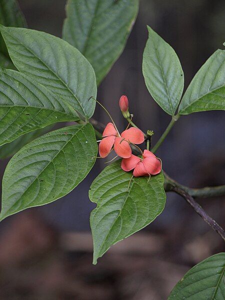 File:Podandrogyne decipiens.jpg