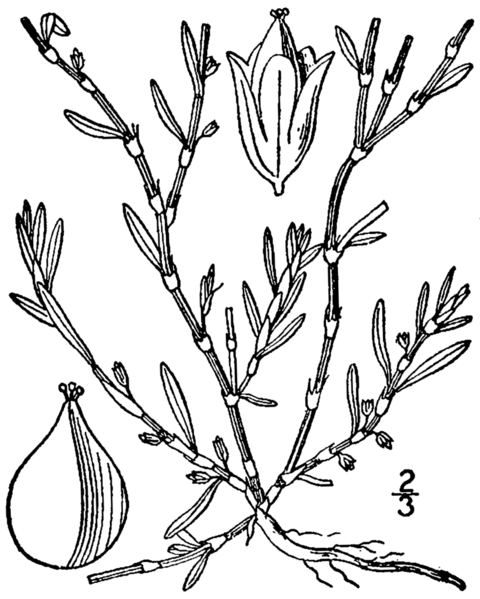 File:Polygonum glaucum BB-1913.png