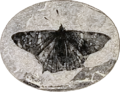 Image 28Prodryas persephone, a Late Eocene butterfly (from Mutation)