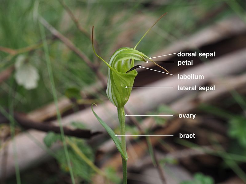 File:Pterostylis metcalfei (labelled).001.jpg