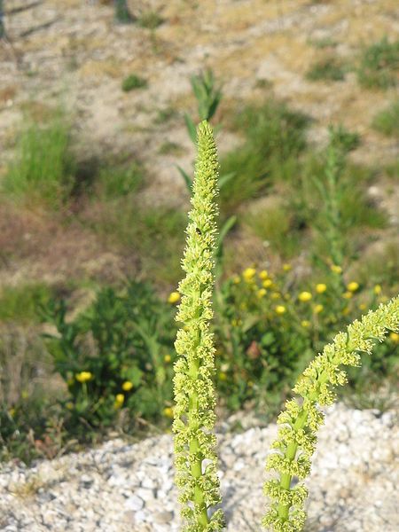 File:Reseda luteola001.jpg