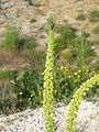 Reseda luteola