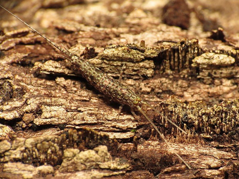 File:Rock Bristletail (15483901826).jpg