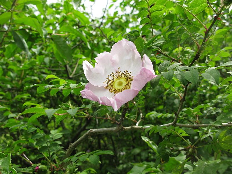 File:Rosa hirtula 09.JPG