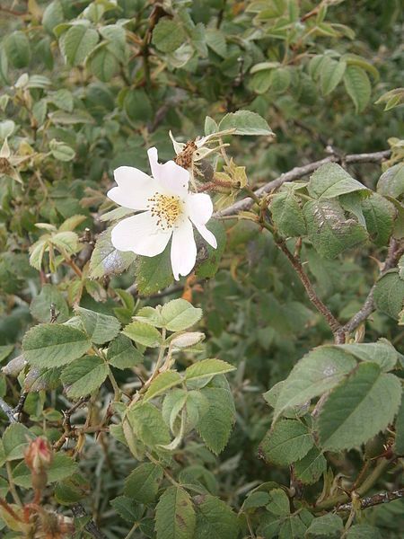 File:Rosa tomentosa 001.JPG