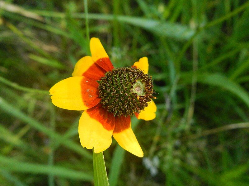 File:Rudbeckia amplexicaulis.jpg