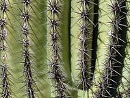 Needles of a saguaro, Paradise Valley, Arizona