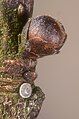 Egg of Satyrium w-album near flower-bud of an elm