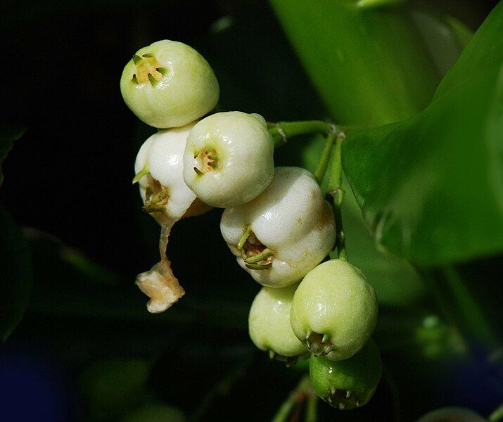 File:Scaevola taccada fruit.jpg