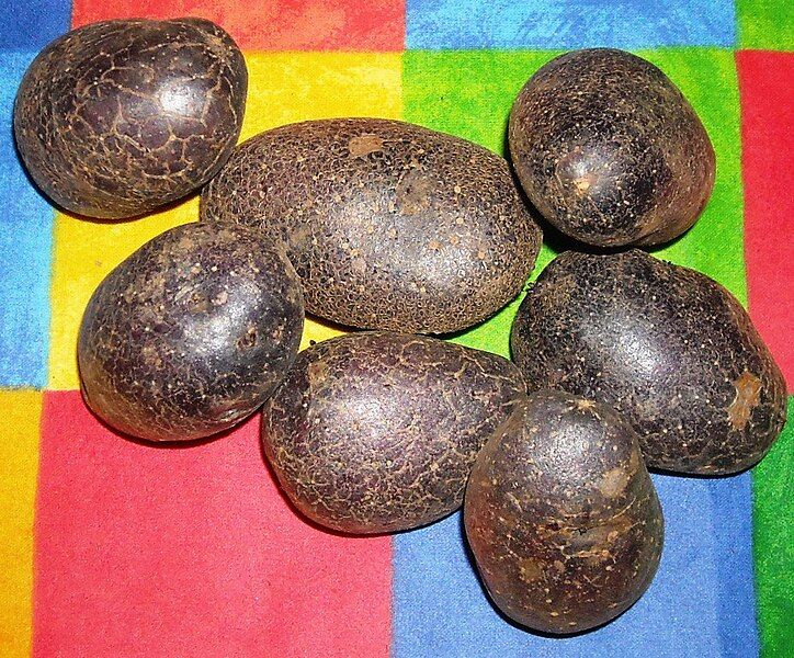 File:Shetland Black potatoes.jpg