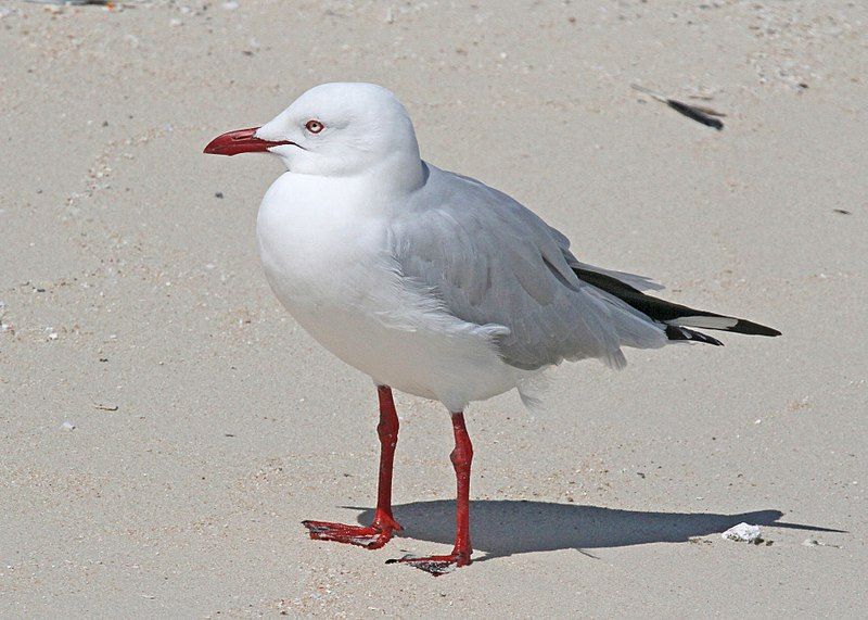 File:Silver Gull JCB.jpg