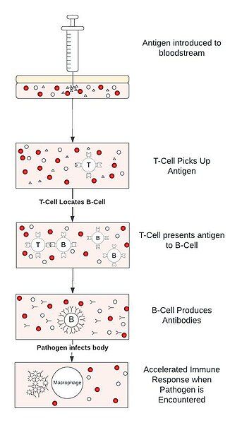 File:Simplified Immunization Diagram.jpg