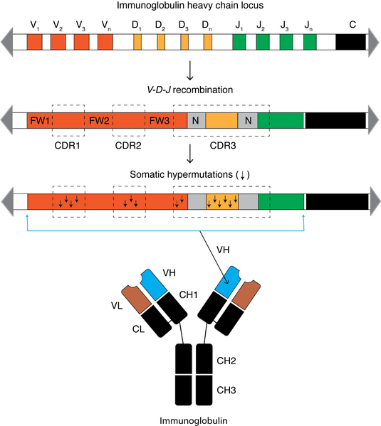 File:Somatic hypermutation v5.png