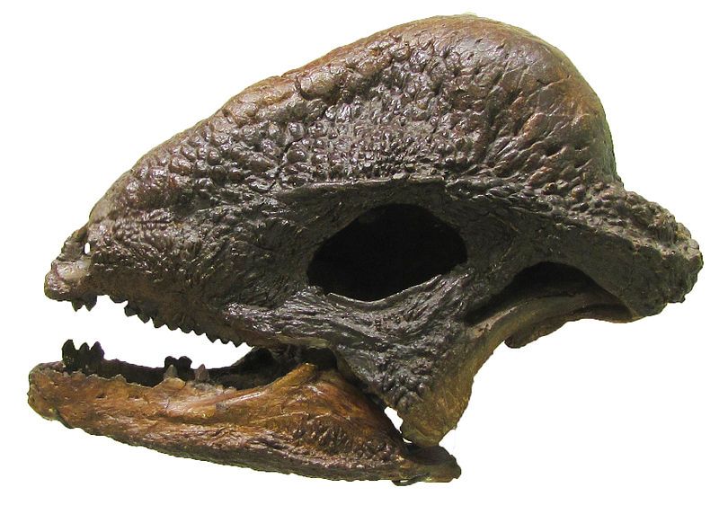 File:Stegoceras Hendrickx.jpg