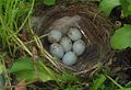 European goldfinch (Carduelis carduelis), large clutch