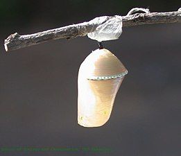 Pupa