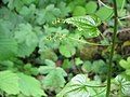 Dioscorea communis flowers