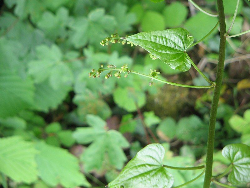 File:Tamus communis flowers01.jpg