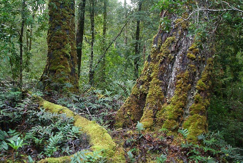 File:Tarkine walks.JPG