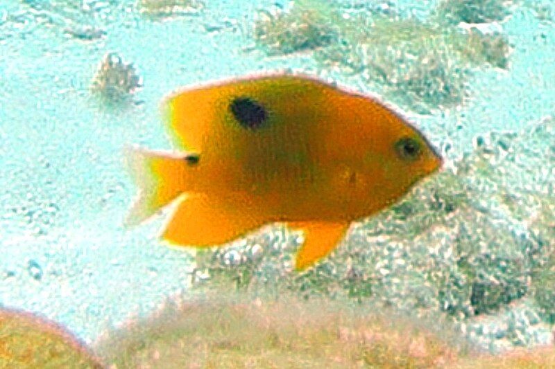 File:Threespot Damselfish JG.jpg