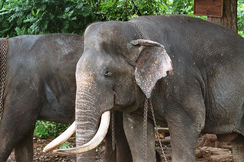 File:Tusker Raja.jpg