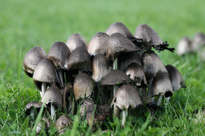 File:UNK mushroom 1.JPG