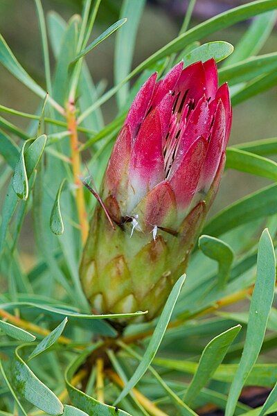 File:Unidentified Protea 1.jpg