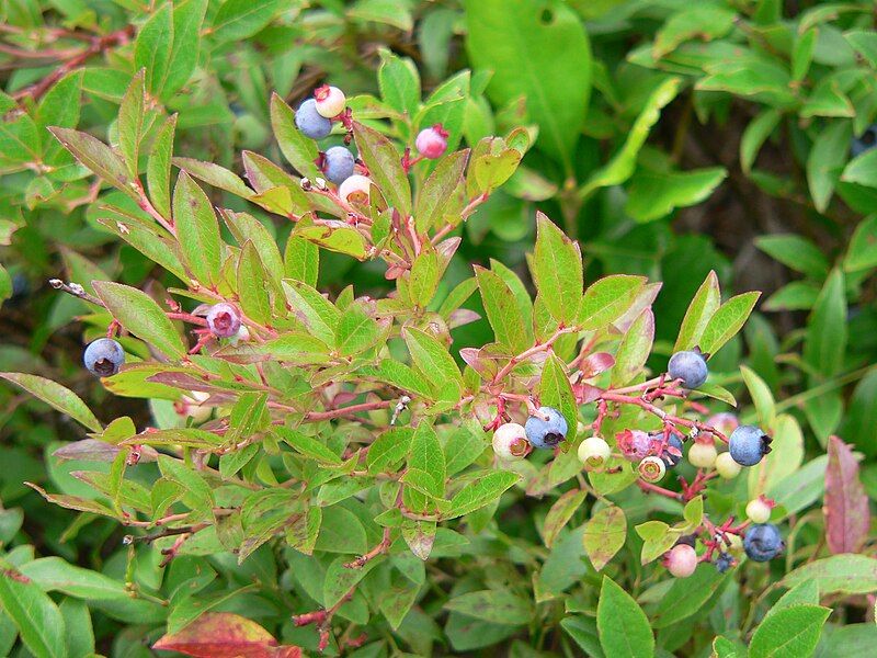 File:Wild Maine Blueberries.jpg