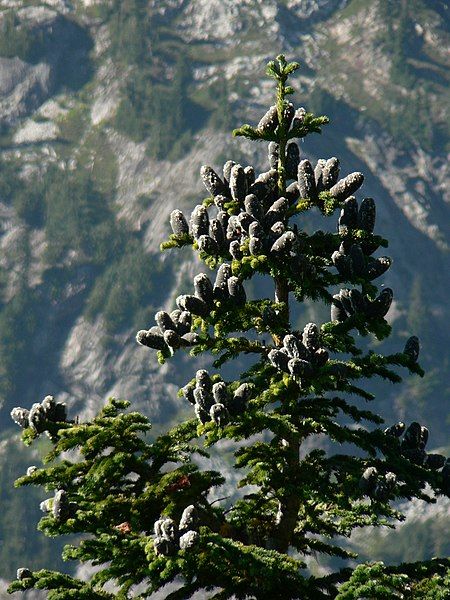 File:Abies lasiocarpa 26008.JPG