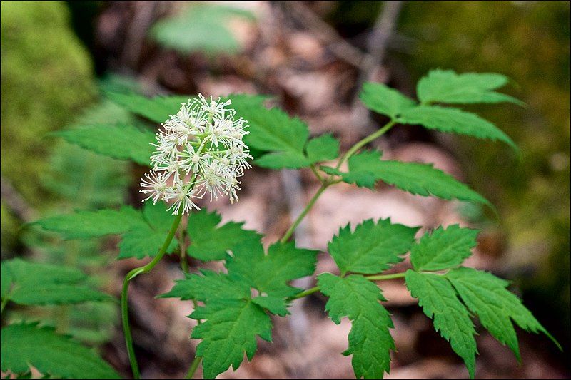 File:Actaea pachypoda (1).jpg