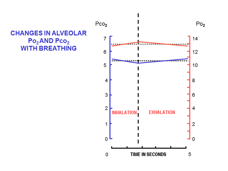 File:Alveolar air.png