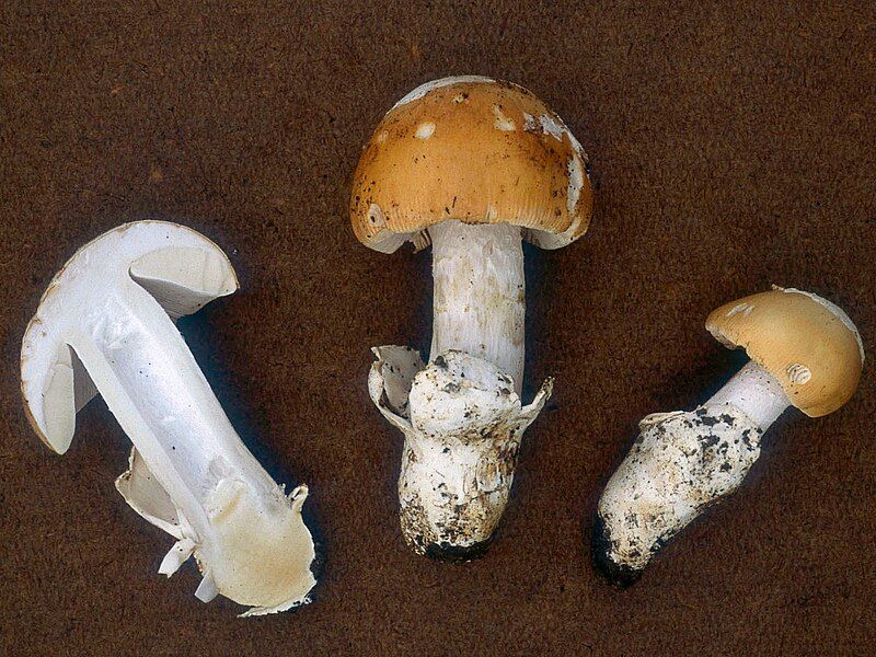 File:Amanita velosa.jpg