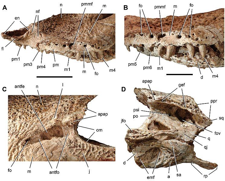 File:Anatosuchus skull details.jpg