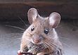 House mouse