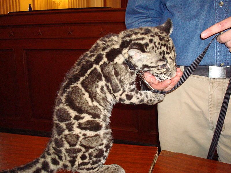 File:Baby clouded leopard!.jpg