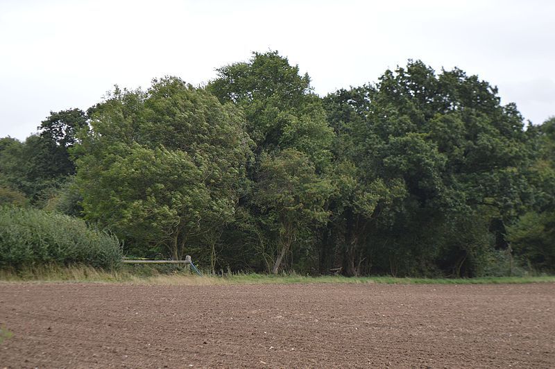 File:Balsham Wood 1.jpg