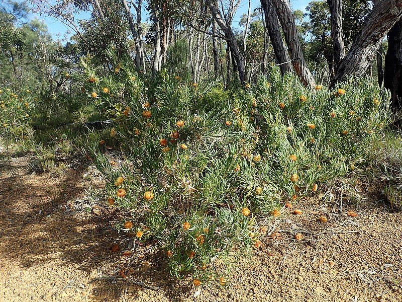 File:Banksia biterax habit.jpg