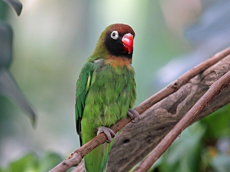 File:Black-checked Lovebird RWD.jpg