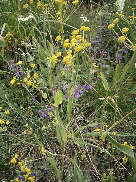 File:Bupleurum falcatum 004.JPG