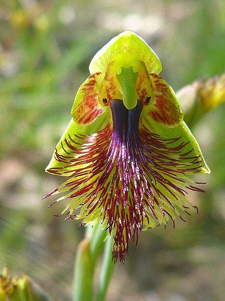 File:Calochilus campestris.jpg