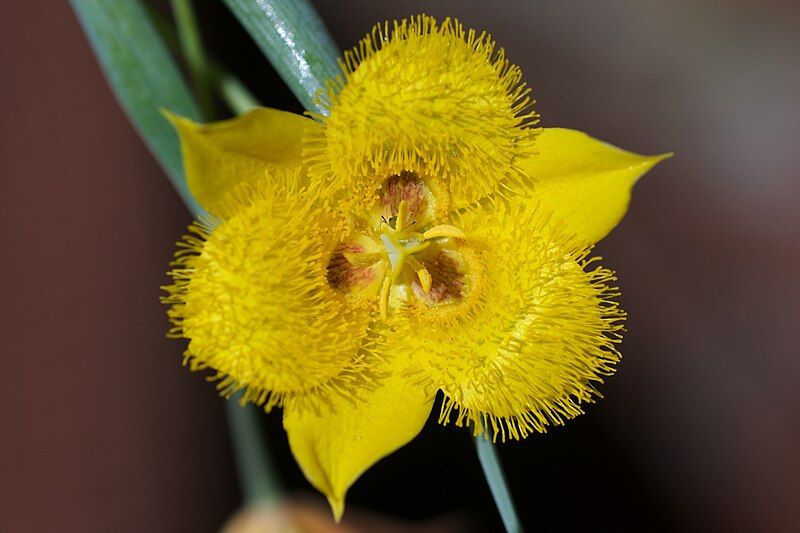 File:Calochortus monophyllus.jpg