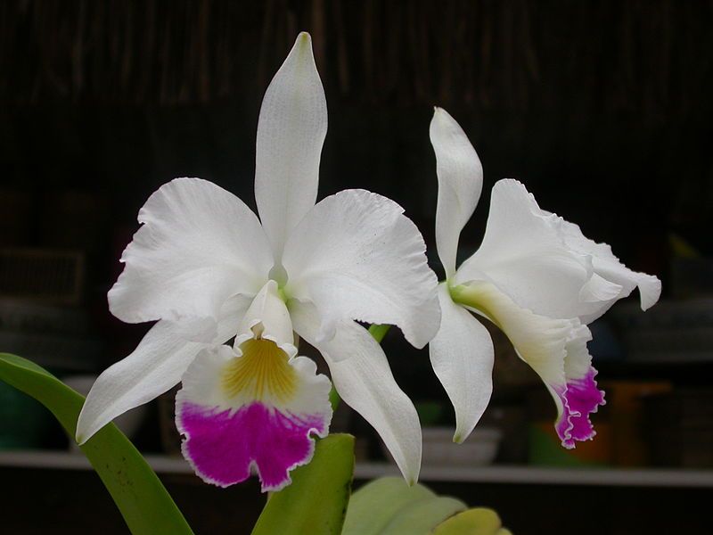 File:Cattleya warneri.jpg