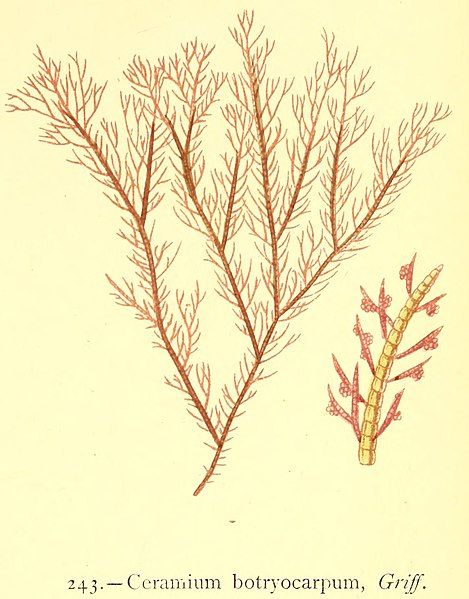 File:Ceramium botryocarpum.jpg