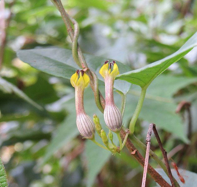 File:Ceropegia candelabrum 11.jpg