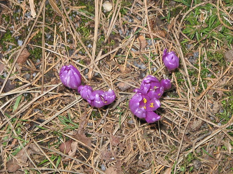 File:Colchicum bulbocodium opening3.jpg