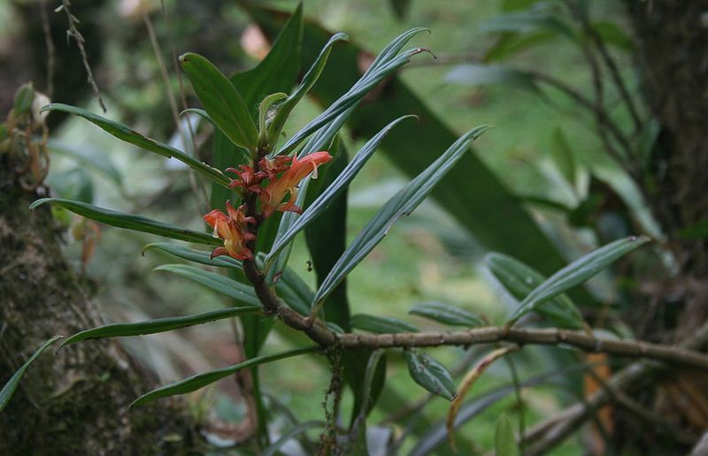 File:Columnea querceti 1.jpg