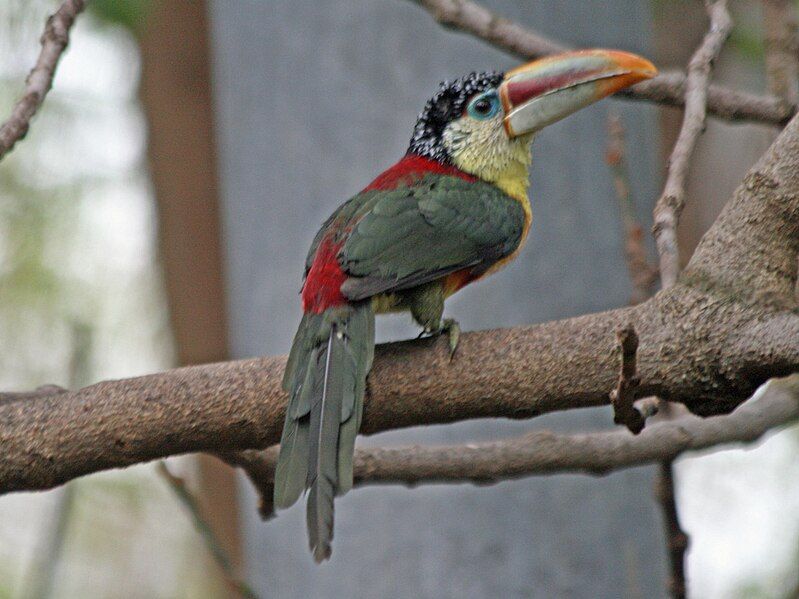 File:Curl-crested Aracari RWD4.jpg