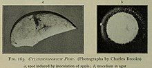 "Mycosphaerella pomi" a) spot induced by inoculation of apple, b) mycelium in agar